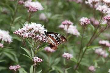 Butterfly and flower in Japan