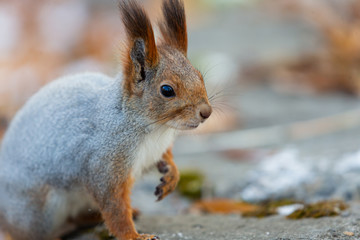 Naklejka na ściany i meble Eurasian red squirrel (Sciurus vulgaris) in habitat. Winter season. Cute furry animal. Taiga forest. Siberia, Russia