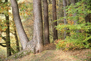 Las nad Jeziorem Długim