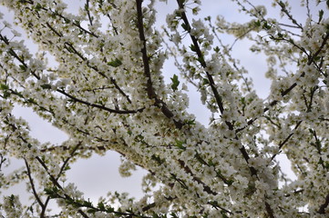 tree in blossom
