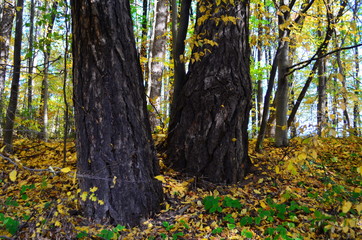 Autumn. Fall. Autumnal Park. Autumn Trees and Leaves in sun light