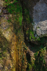 Old wet stone with green moss as background