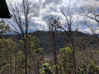 trees