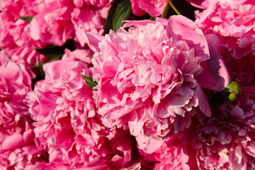 Pink Peony. Beautiful garden flowers, summer background, wallpaper.
