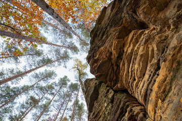Jesień korony drzew na skale © Marcin Kumorek