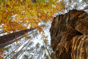 Jesień korony drzew na skale © Marcin Kumorek