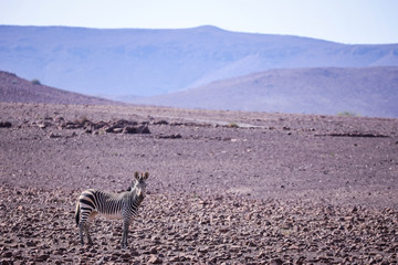 Obraz na płótnie Canvas Un zèbre marche de profile dans un champ de cailloux du désert du Damaraland en Namibie - Afrique