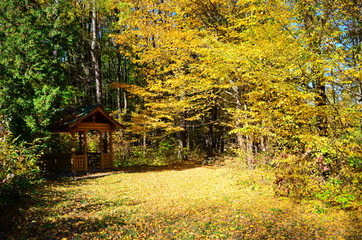 Autumn. Fall. Autumnal Park. Autumn Trees and Leaves in sun light