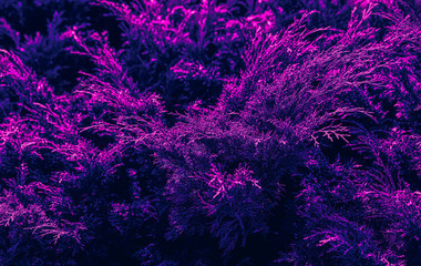 Plant with neon glow.
