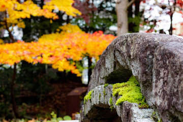 石橋と青苔