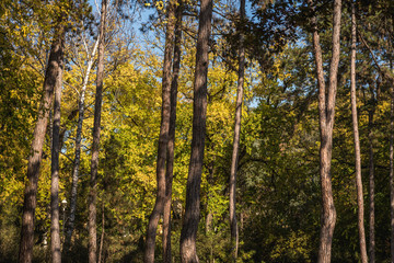 Autumn colors on the trees leaves in the nature
