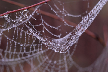 Spider web covered with morning dew in autumn closeup. Shallow depth of field