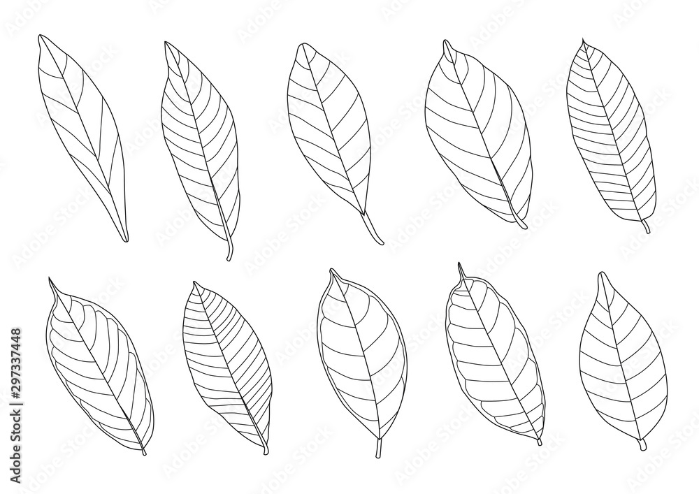 Wall mural Leaves line single leaf and leaf pattern black Bring to color decorate on white background illustration  vector