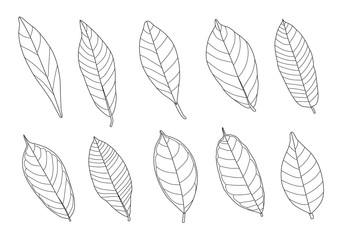 Obraz premium Leaves line single leaf and leaf pattern black Bring to color decorate on white background illustration vector