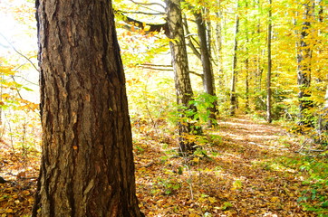 Autumn. Fall. Autumnal Park. Autumn Trees and Leaves in sun light