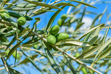 Green olives in an olive tree from Toledo, in Spain