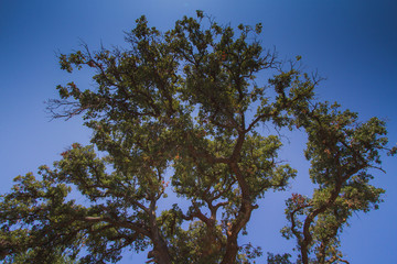 tree and blue sky