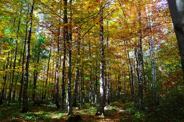 Fototapeta na wymiar Autumn. Fall. Autumnal Park. Autumn Trees and Leaves in sun light