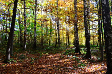 Autumn. Fall. Autumnal Park. Autumn Trees and Leaves in sun light