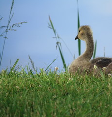 Baby Goose