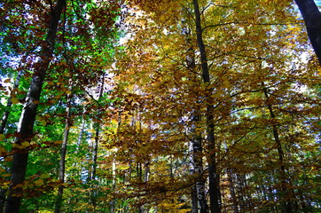 Fototapeta premium Autumn. Fall. Autumnal Park. Autumn Trees and Leaves in sun light