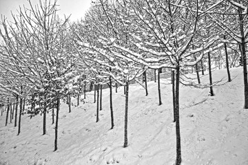 Paris, France - February 6th 2019 : trees of a park covered by snow.