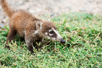 a baby of white- noise coati, foraging just outside the jungle