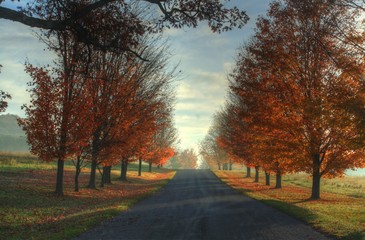 Obraz premium fall trees on road