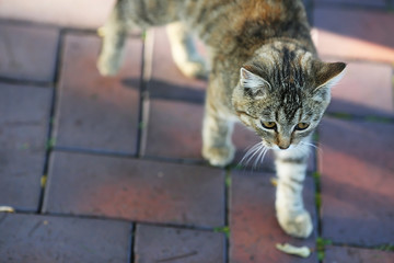 gray cat walks along the track in the autumn park on the street