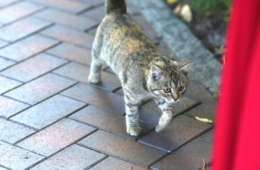 gray cat walks along the path behind the mistress in a red dress