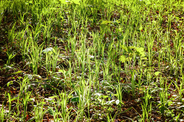 Green deciduous forest on a sunny day.