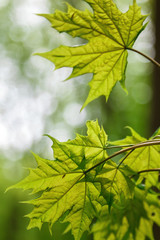 Fototapeta premium Green deciduous forest on a sunny day.