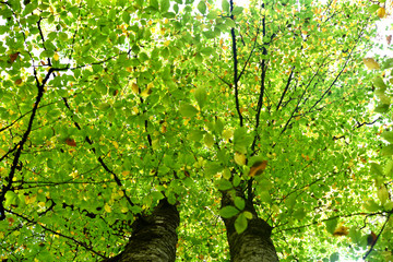 tree brunch and autumn leaves