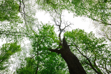 Green deciduous forest in the rain drops on a sunny day