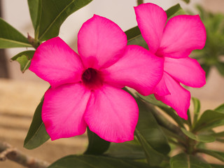 Close up of pink Adenium obesum or desert rose flower plant in garden in spring season for relax and peaceful nature background.