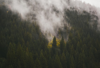 Cloudy weather in the mountain forest. Carpathian Mountains.