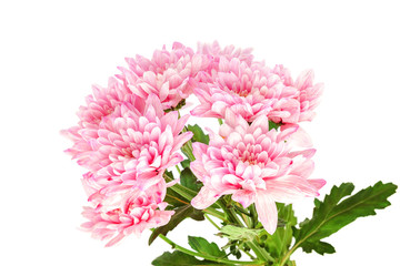 Chrysanthemum flowers isolated on a white background