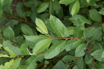 Salix caprea