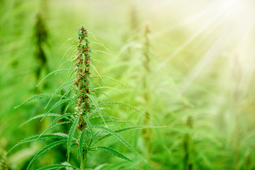 Cannabis flowers and seeds in green field with back light. Marijuana plant leaves growing high.