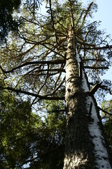 tree