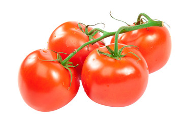 Branch of fresh red tomatoes isolated on white background.