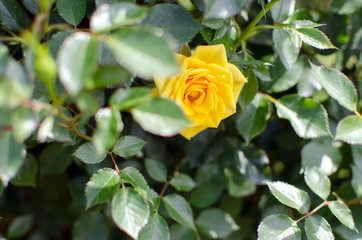 yellow rose in the garden.
