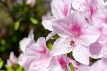 bee on the pink flower. rhododendron.