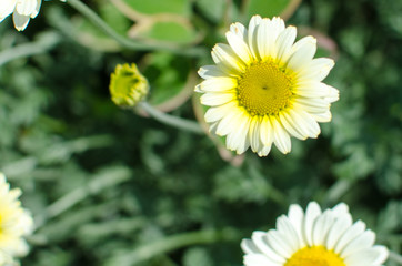 yellow daisies in the garden.
