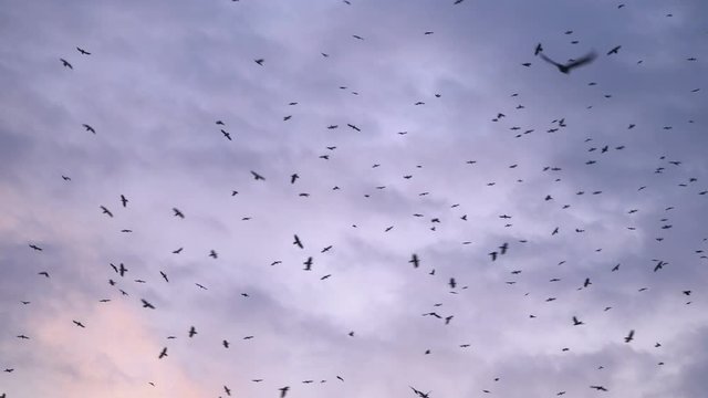 Flock of birds flying at sunset against sky with clouds. Large group of small birds flying close together hunting insects.