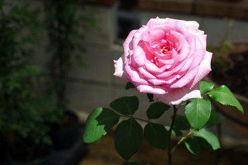 pink rose in the garden.