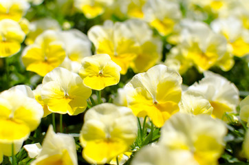 Obraz na płótnie Canvas yellow flowers in the garden. viola.