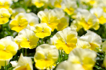 yellow flowers in the garden. viola.