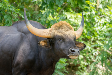 Elegant black bull or wild ox with beautiful horn shape in natural forest. Animal and wildlife face focus photo.