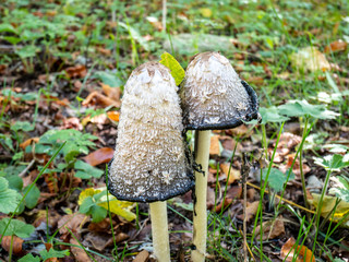 Coprinus comatus, the shaggy ink cap,  is a common edible fungus. Look for mushrooms. wild mushrooms in habitat